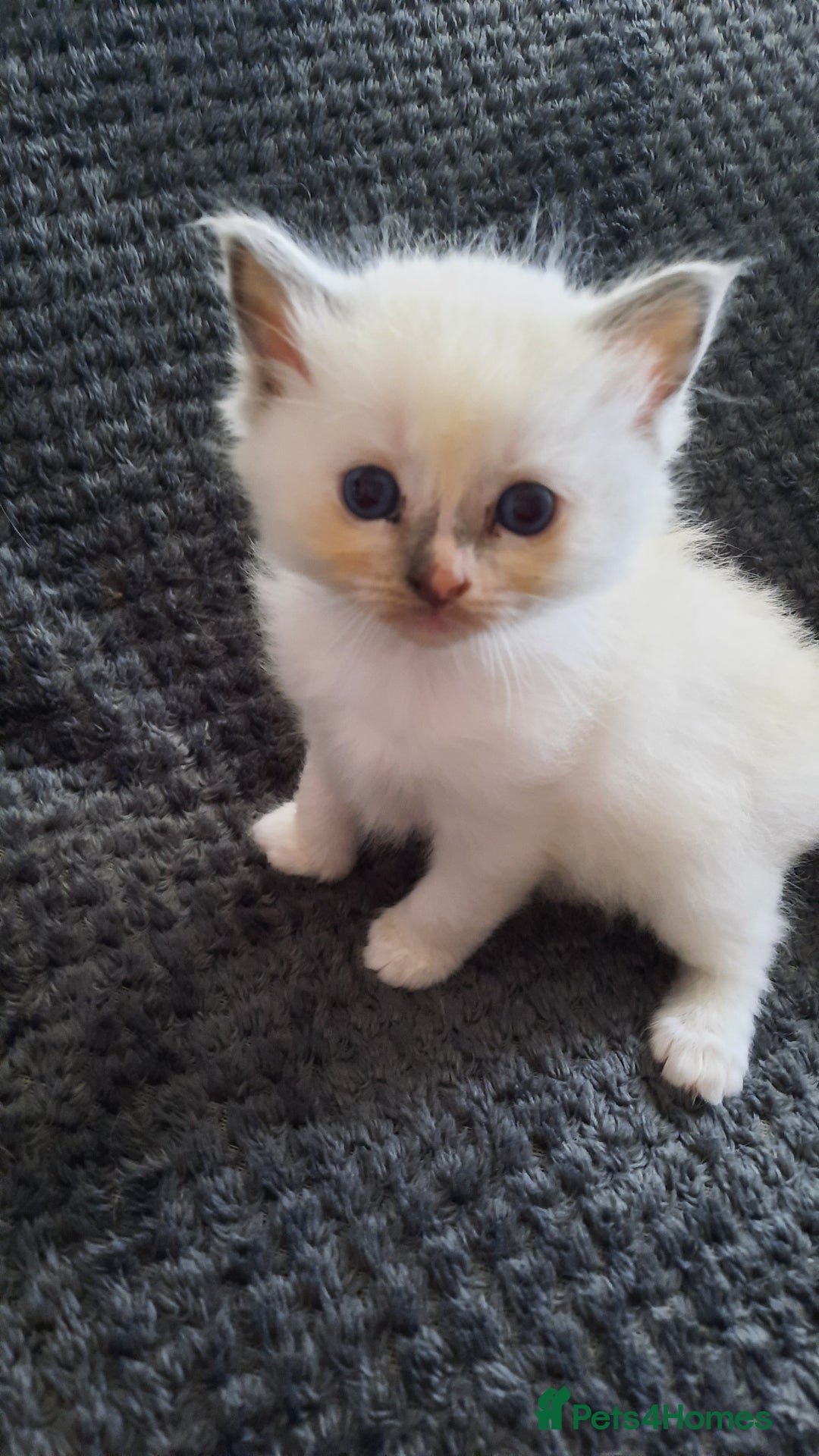Ragdoll cats for sale: Ragdoll  - Image 2