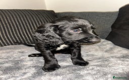 Cocker Spaniel dogs for sale: Cocker spaniel  - Image 5