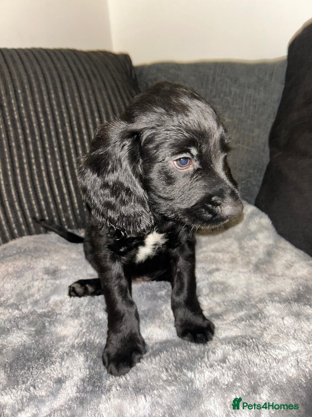 Cocker Spaniel dogs for sale: Cocker spaniel  - Image 5