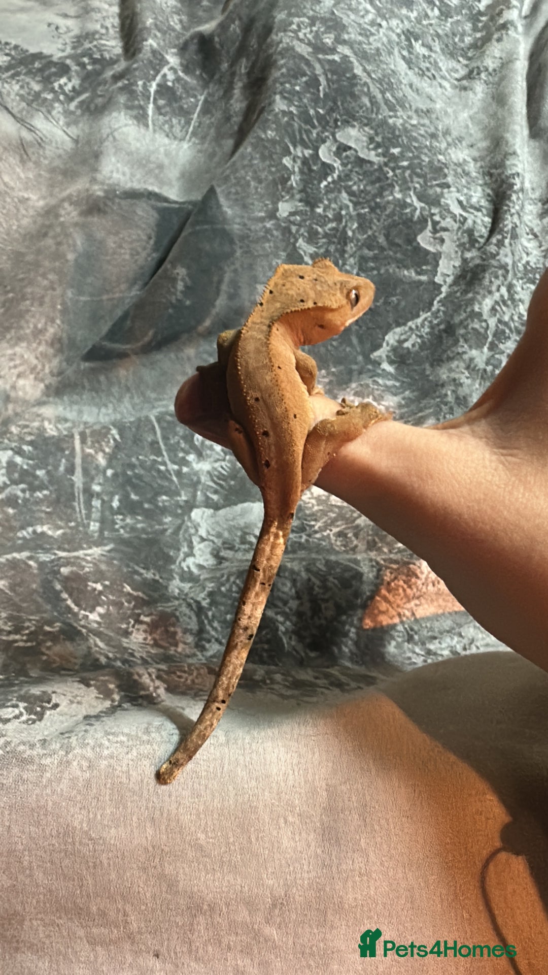 Gecko reptiles for sale: Crested geckos  - Advert 10