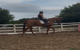 Irish Thoroughbred horses for sale: Outstanding 16.2 , 6 yr old tb gelding  - Image 17