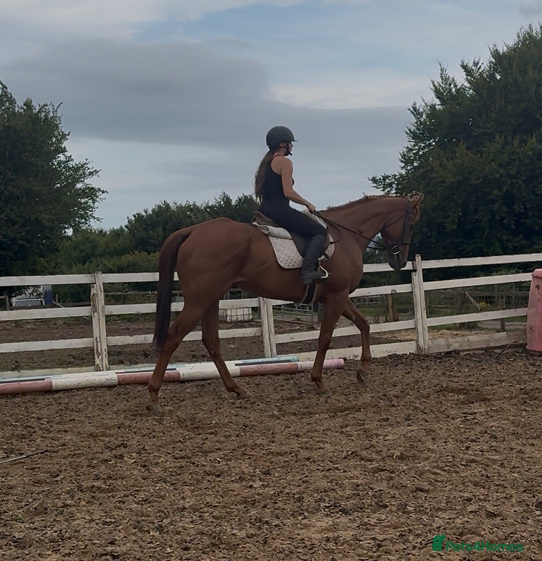 Irish Thoroughbred horses for sale: Outstanding 16.2 , 6 yr old tb gelding  - Image 17