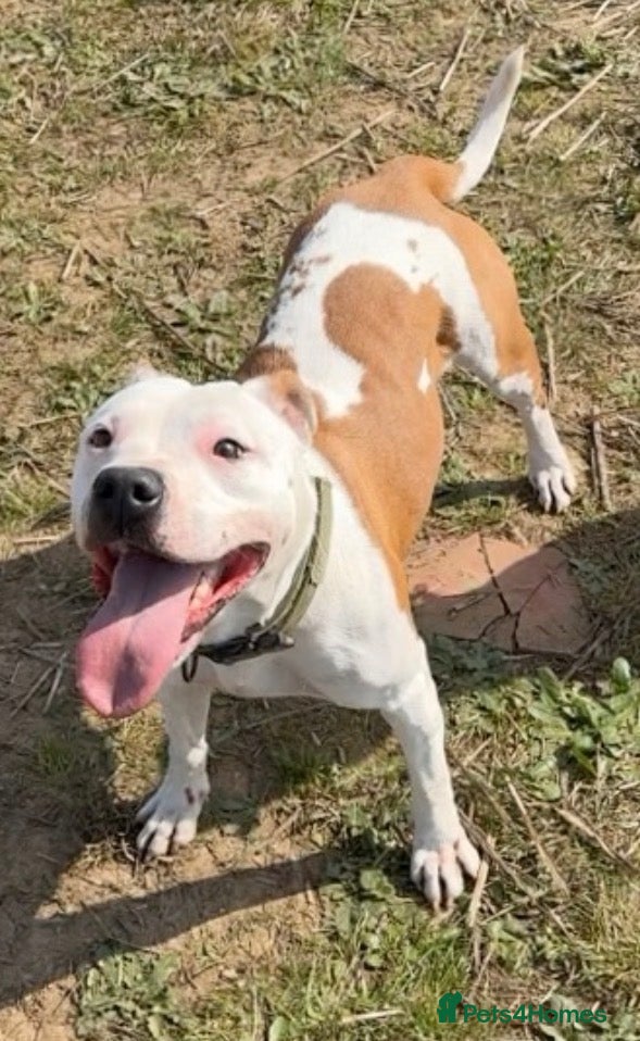 Staffordshire Bull Terrier dogs Male Staff Pup - Advert 3