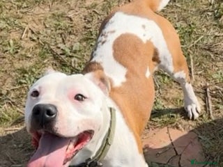 Staffordshire Bull Terrier dogs Male Staff Pup - Advert 1