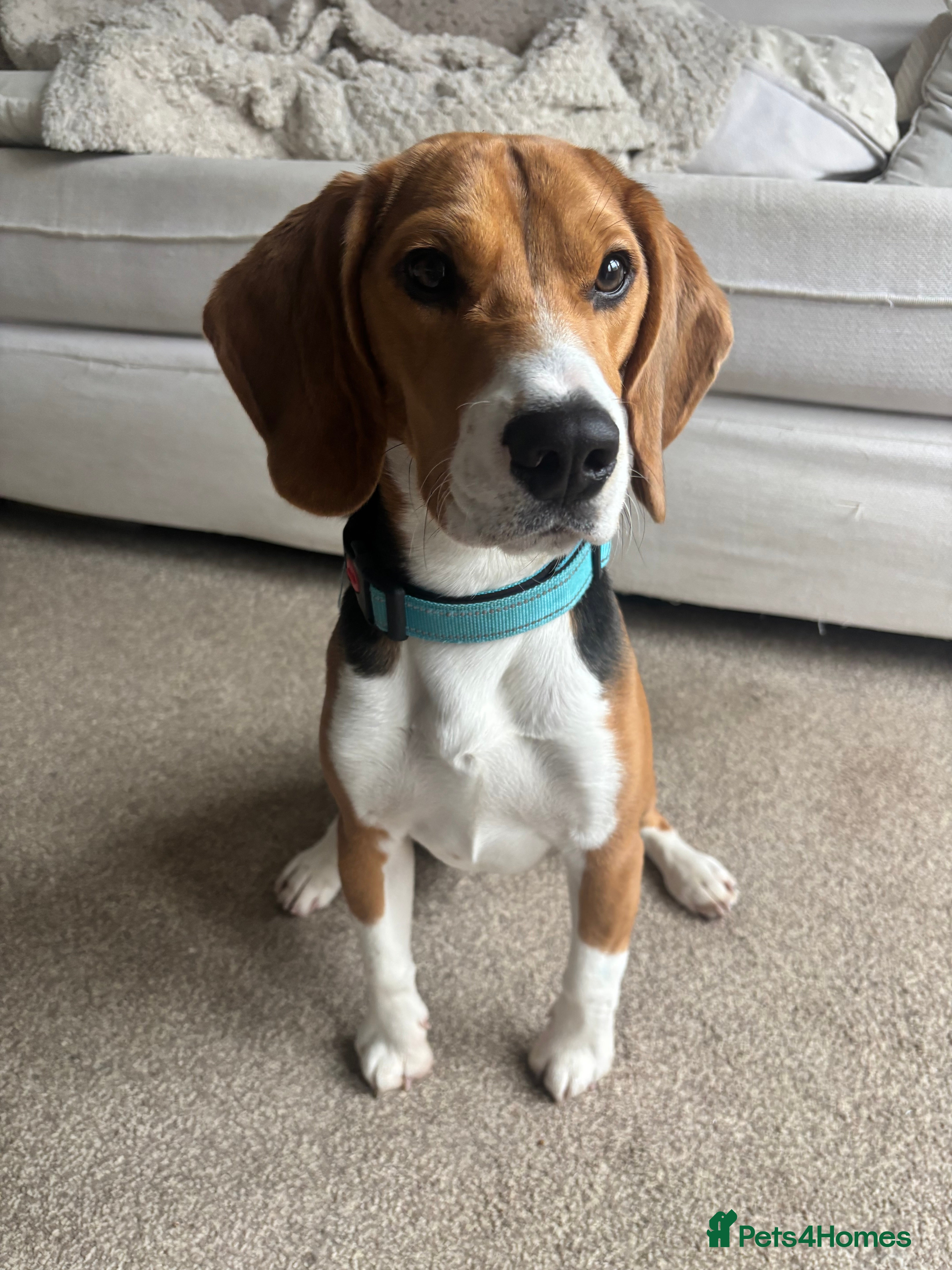 Beagle dogs Male Beagle Puppy  - Advert 3