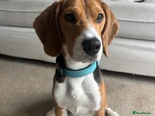 Beagle dogs Male Beagle Puppy - Advert 2