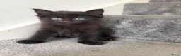 Mixed Breed cats for sale: 7 adorable Kittens! - Advert 6