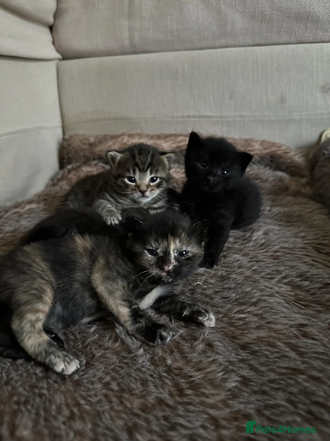Mixed Breed cats for sale: Mixed‑Breed British Shorthair Kittens! 🐾 - Advert 1