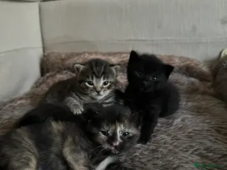 Mixed Breed cats Mixed‑Breed British Shorthair Kittens! 🐾 - Advert 3