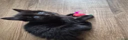Domestic Shorthair cats for sale: Beautiful black and tabby babies  - Advert 25