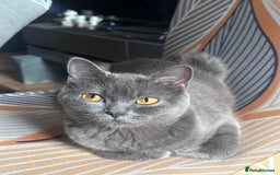 British Shorthair cats for sale: Kitten British shorthair  - Advert 3