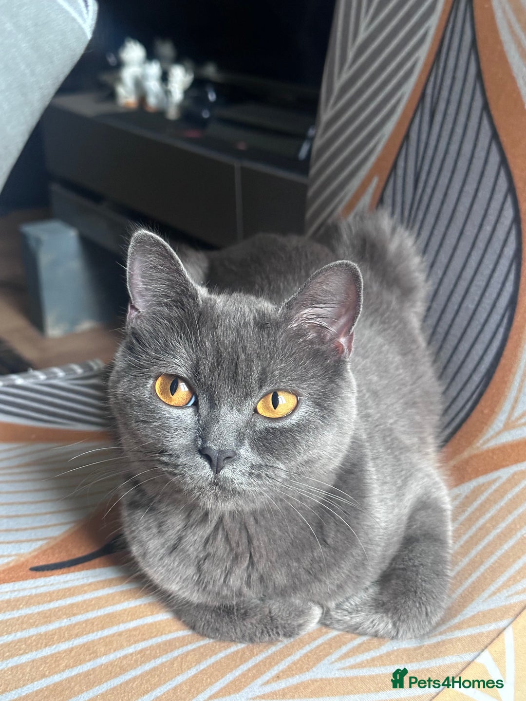 British Shorthair cats for sale: Kitten British shorthair  - Advert 3