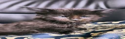 Maine Coon cats for sale: TICA registered DNA health tested maine coon boys - Advert 9