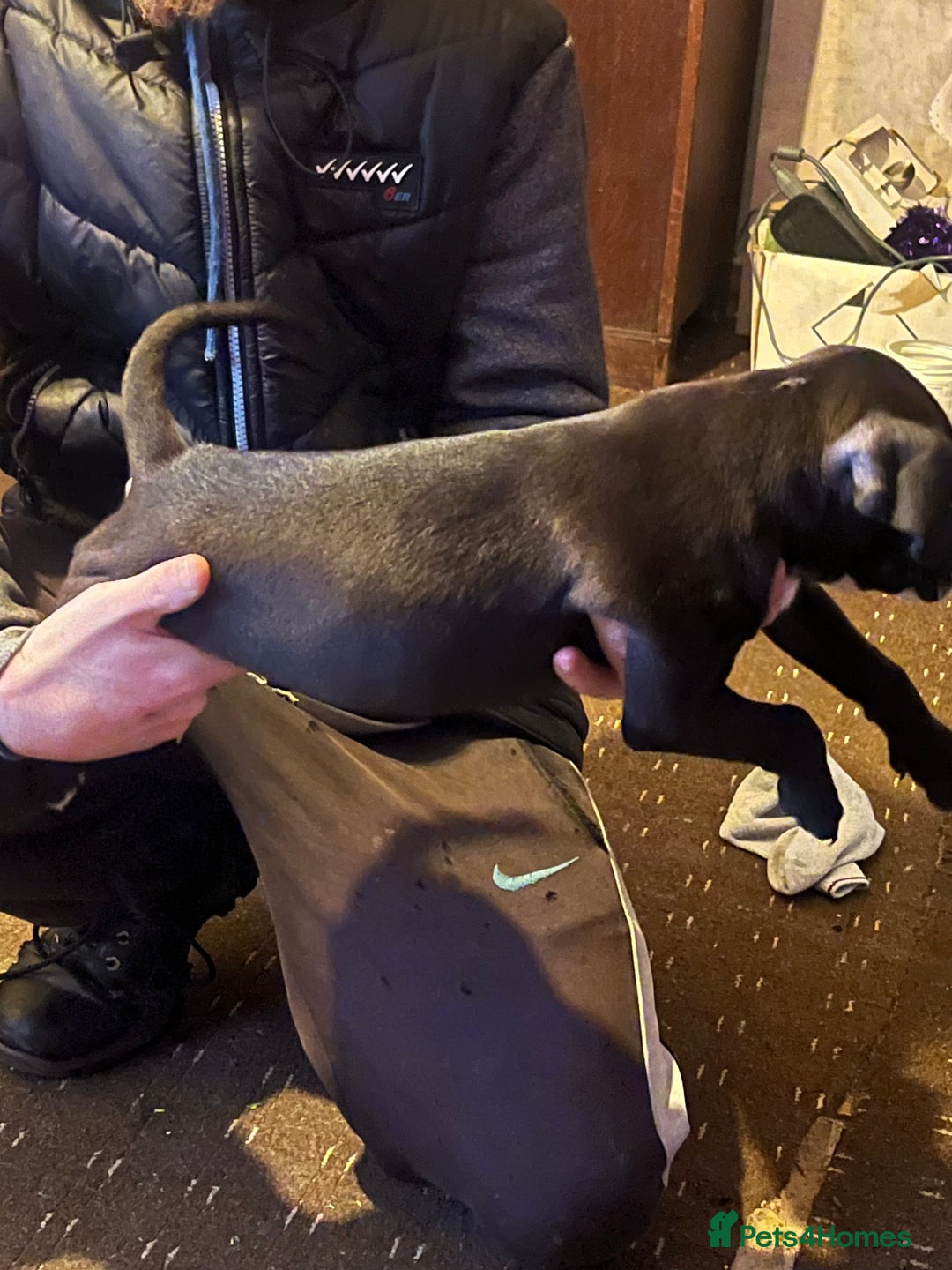 Mixed Breed dogs for sale: Female puppy  - Advert 9