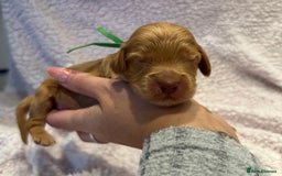 Cockapoo dogs for sale: F1 health clear stunning cockapoos - Image 16
