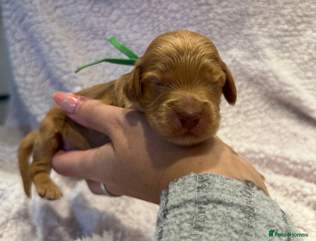 Cockapoo dogs for sale: F1 health clear stunning cockapoos - Image 16
