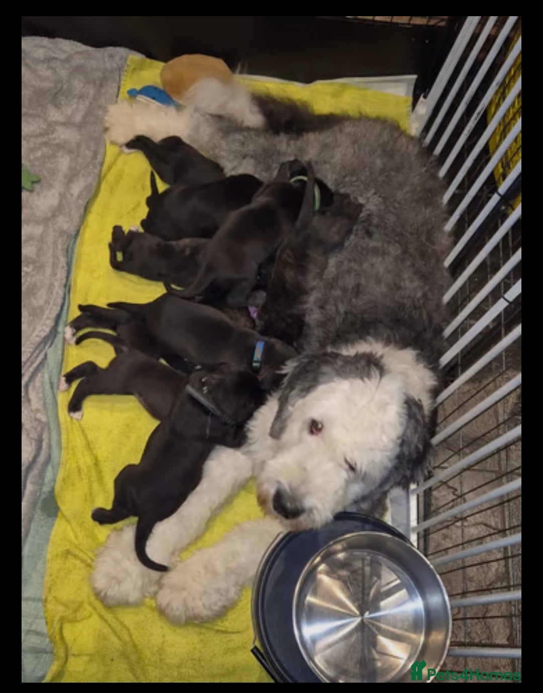 Mixed Breed dogs for sale: Rocky  - Image 6