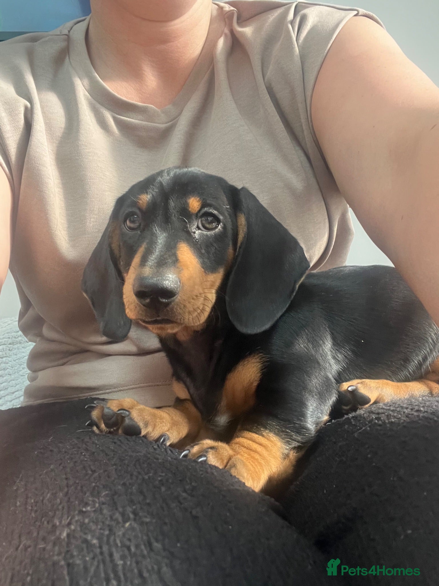 Miniature Dachshund dogs 1 BEAUTIFUL MINIATURE DACHSHUND BOY LEFT 💙 - Advert 4