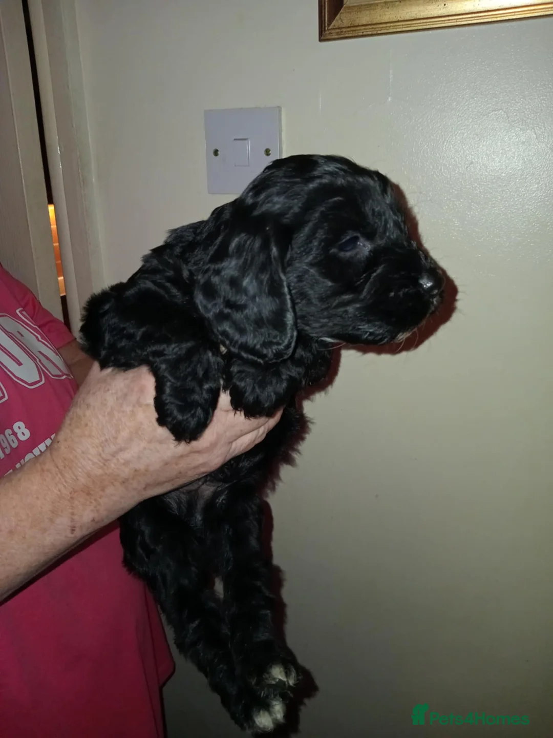 Cockapoo dogs for sale: Cockapoo puppies  - Advert 6