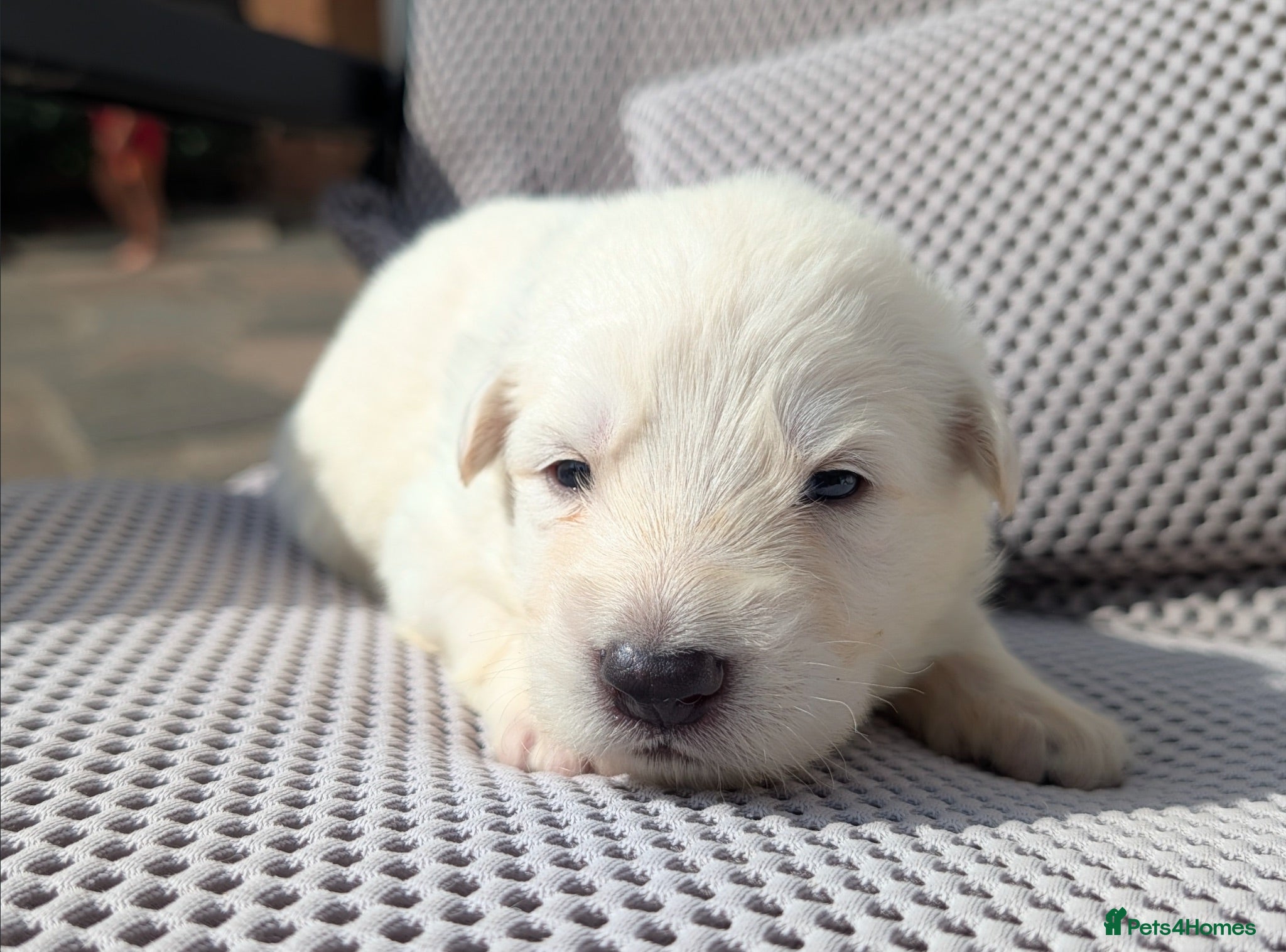 German Shepherd dogs Beautiful White Pedigree German Shepherd Puppies - Advert 2