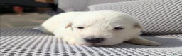 German Shepherd dogs for sale: Beautiful White Pedigree German Shepherd Puppies - Advert 15