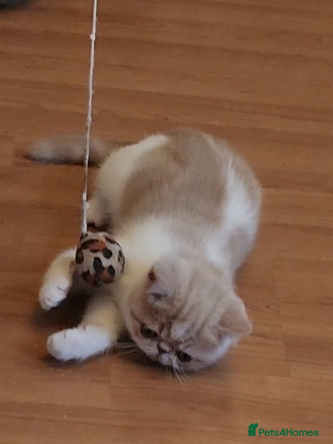 Exotic cats for sale: OUTSTANDING  QUALITY EXOTIC  KITTENS - Advert 7