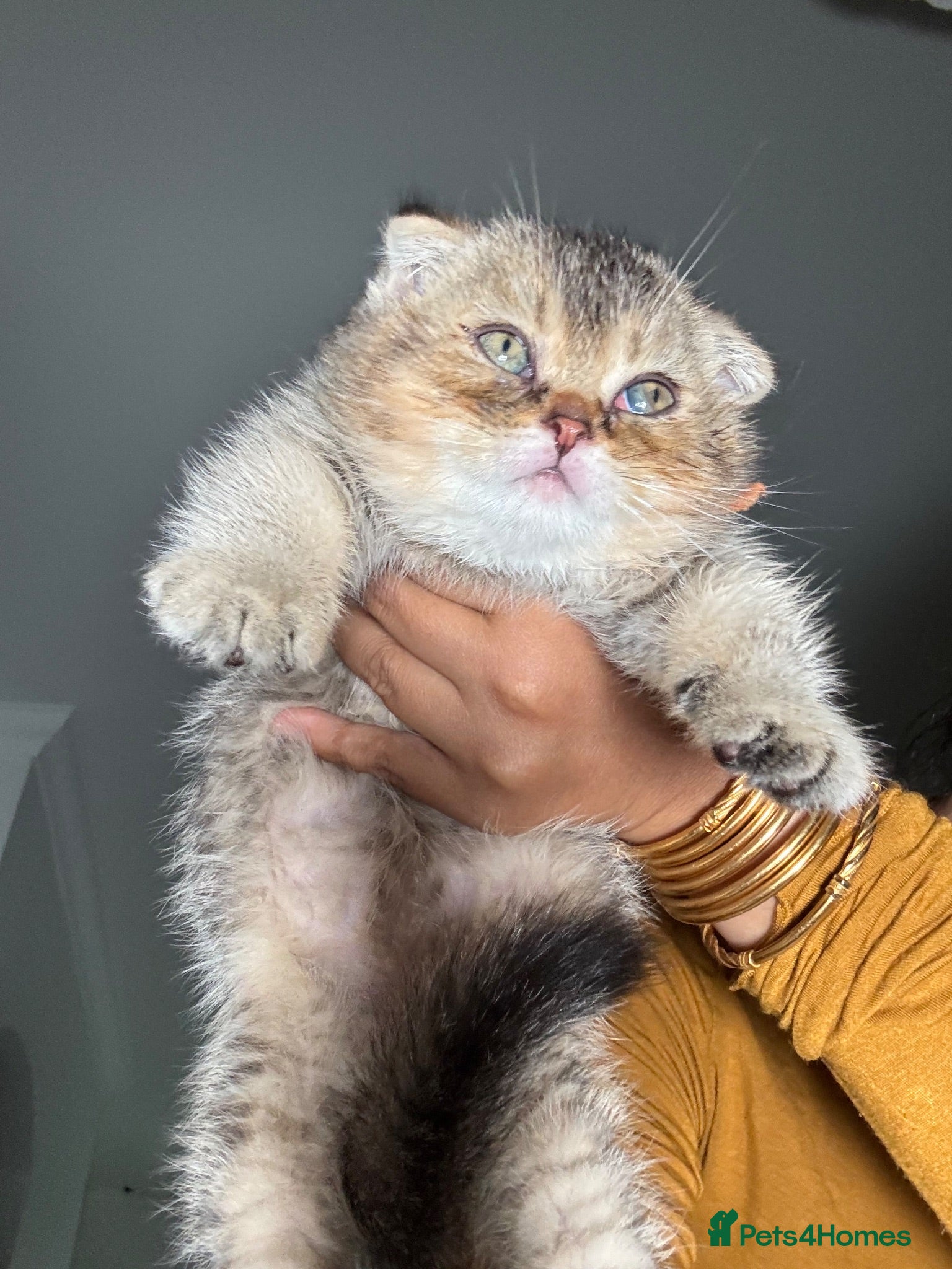 Scottish Fold cats Scottish fold and British shorthair kittens £400 - Advert 2