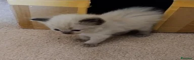 Ragdoll Kitten 7
