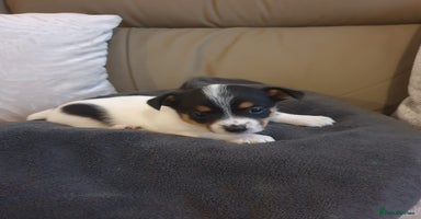 Mixed Breed dogs - Advert 14