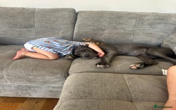 Cane Corso dogs for sale: Male cane corso puppy - Image 5