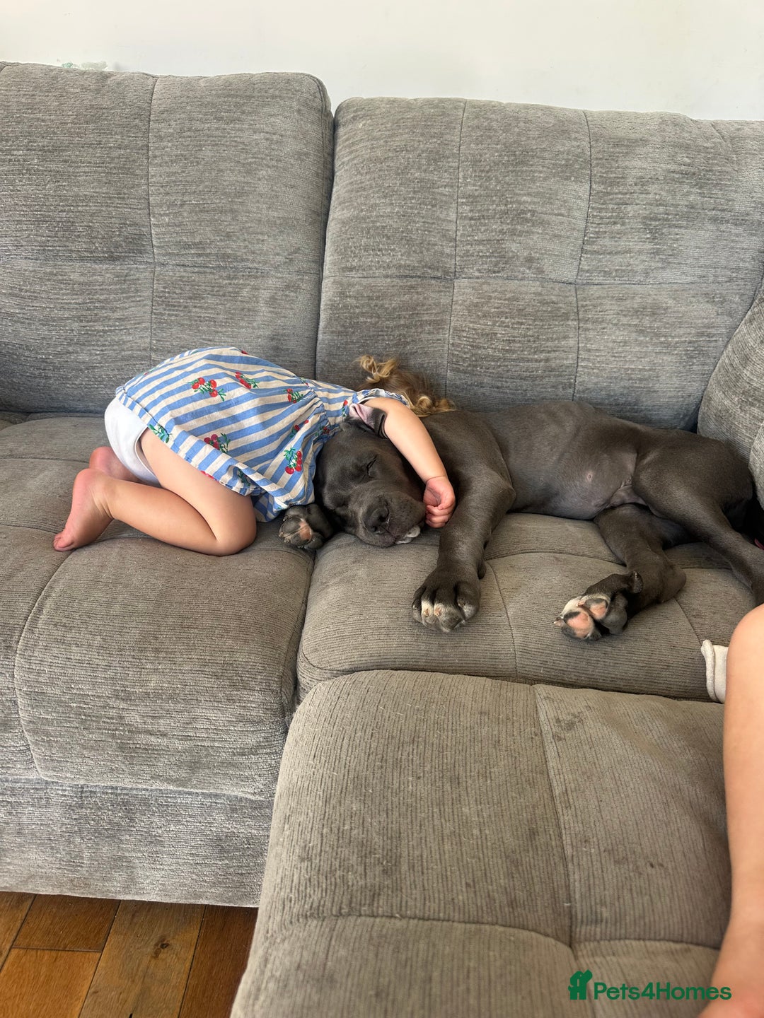 Cane Corso dogs for sale: Male cane corso puppy - Image 5