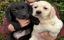 Labrador Retriever dogs for sale: READY NOW - Beautiful Show Type Labrador Puppies - Image 3