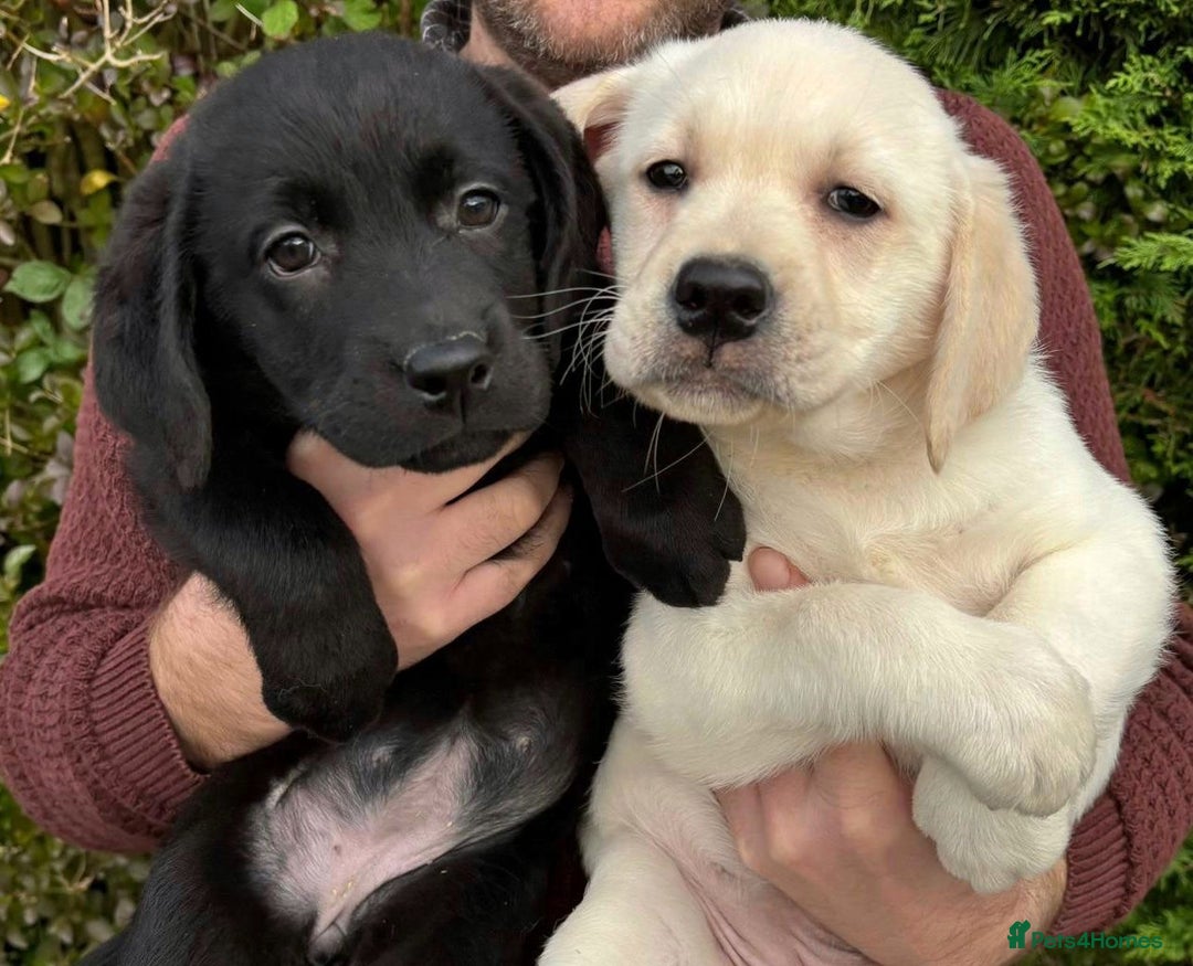 Labrador Retriever dogs for sale: READY NOW - Beautiful Show Type Labrador Puppies - Image 3