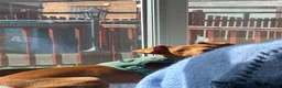 Miniature Pinscher dogs for sale: Chico  in Bellshill - Advert 7