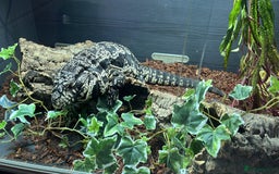 Mixed Breed invertebrates for sale: Black and white tegu  - Image 1
