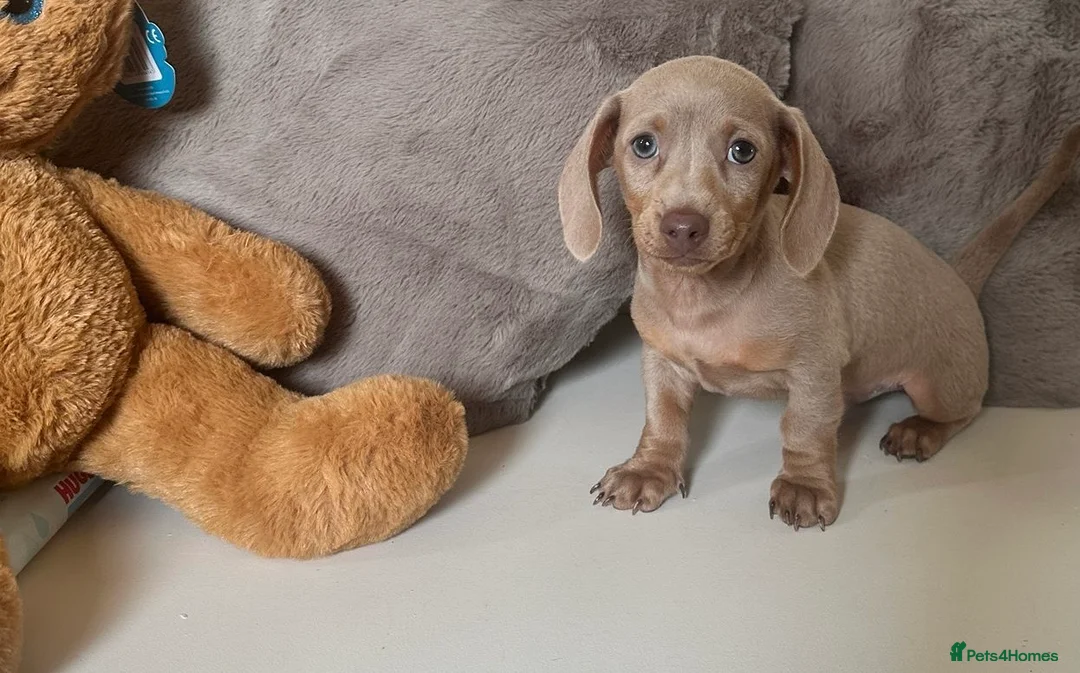 Miniature Dachshund dogs for sale: KC Miniature Isabella Dachshunds - Advert 1