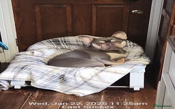French Bulldog dogs for sale: Frenchie  - Image 2