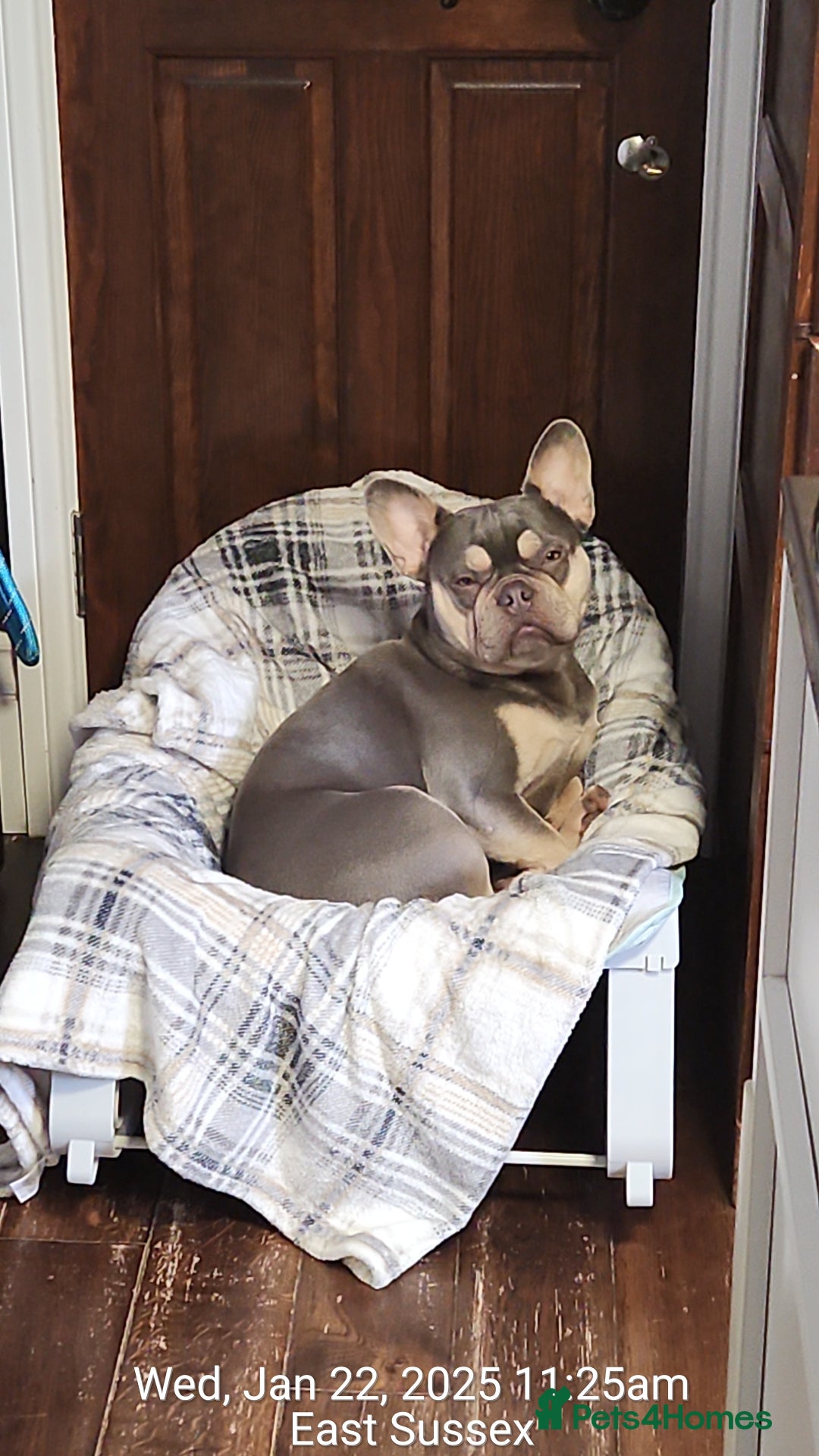 French Bulldog dogs for sale: Frenchie  - Image 2