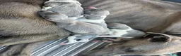 Whippet dogs for sale: Stunning litter of whippet puppies - Advert 4