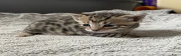 Mixed Breed cats for sale: 7 bengal x kittens  - Advert 5
