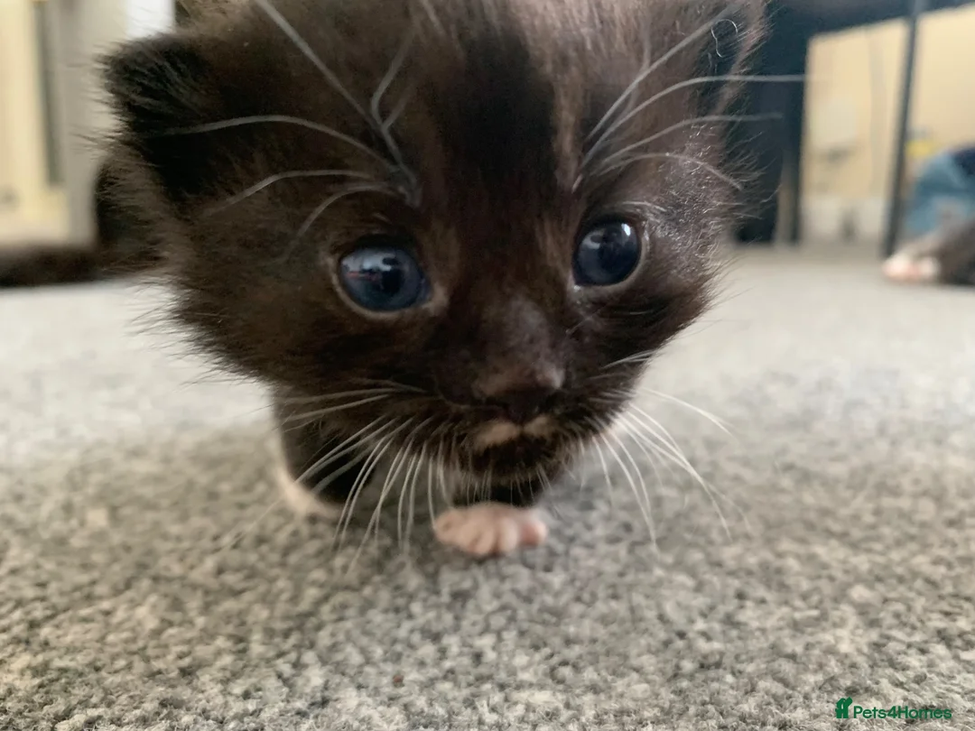Mixed Breed cats for sale: Garfield  in Hull - Advert 23