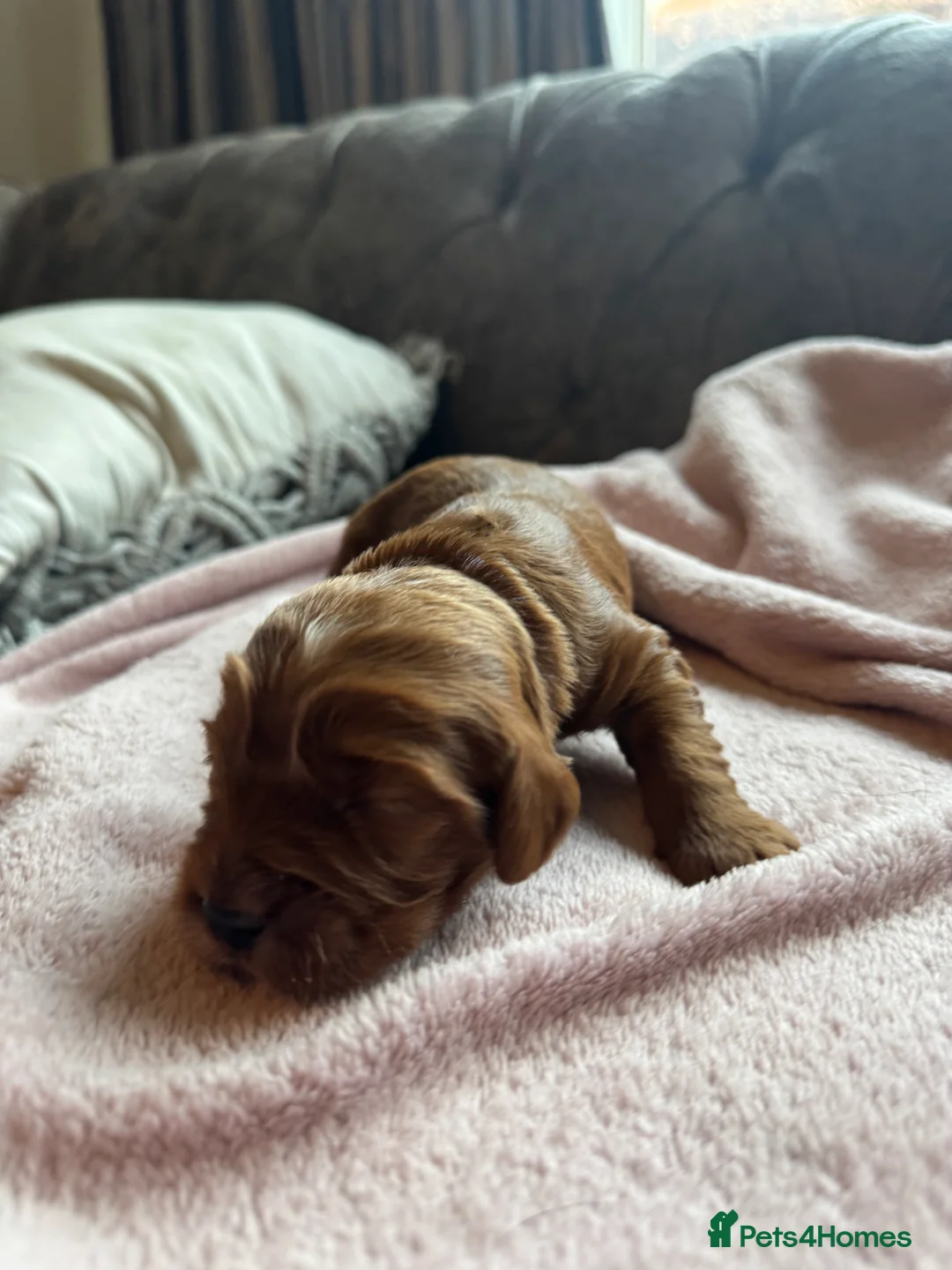 Mixed Breed dogs for sale: GORGEOUS COCKER SPANIEL & CAVAPOO PUPPIES - Advert 12