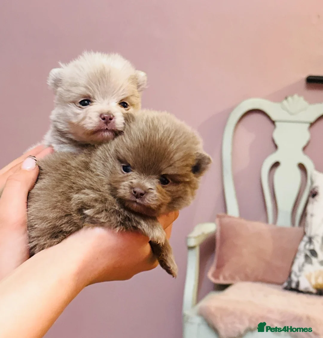 Pomeranian dogs for stud: Solid Lilac Tiny 1.8kg Stud Dog DNA health tested in Rotherham - Advert 29