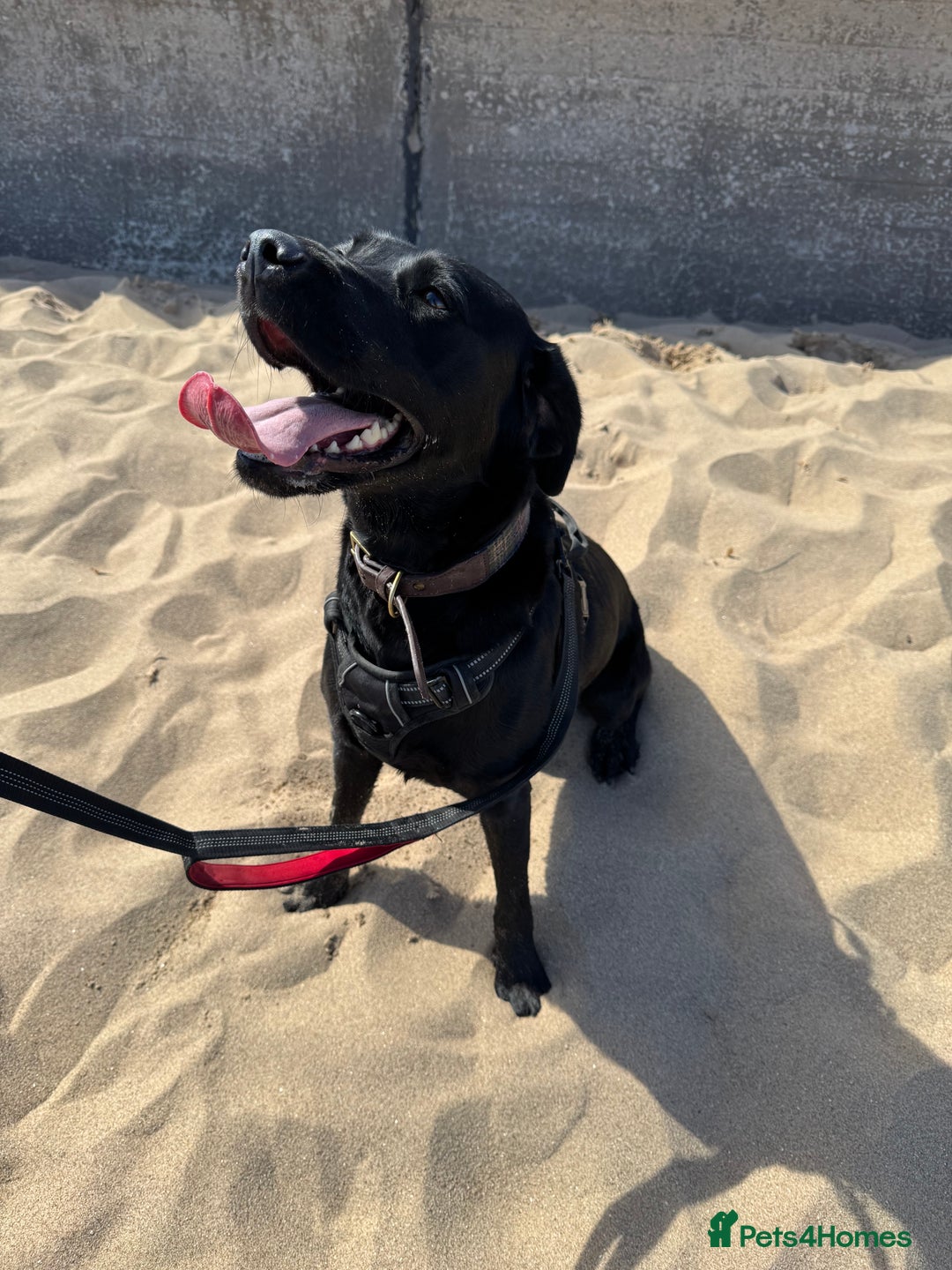 Labrador Retriever dogs for sale: 6 Sweet Labrador Puppies  - Advert 1