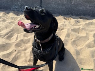 Labrador Retriever dogs 6 Sweet Labrador Puppies - Advert 2