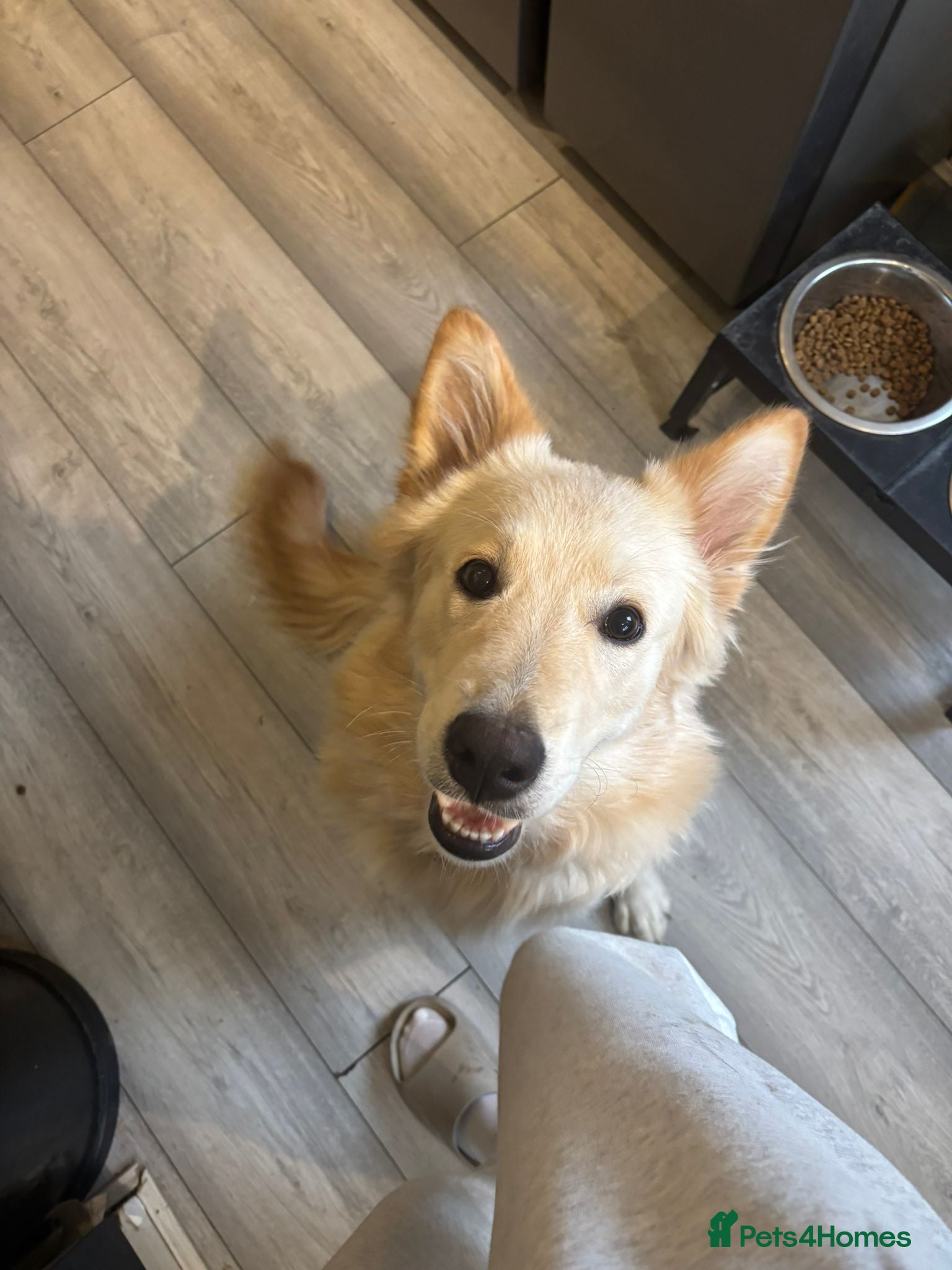 German Shepherd dogs German shepherd  - Advert 2