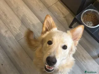 German Shepherd dogs German shepherd - Advert 2