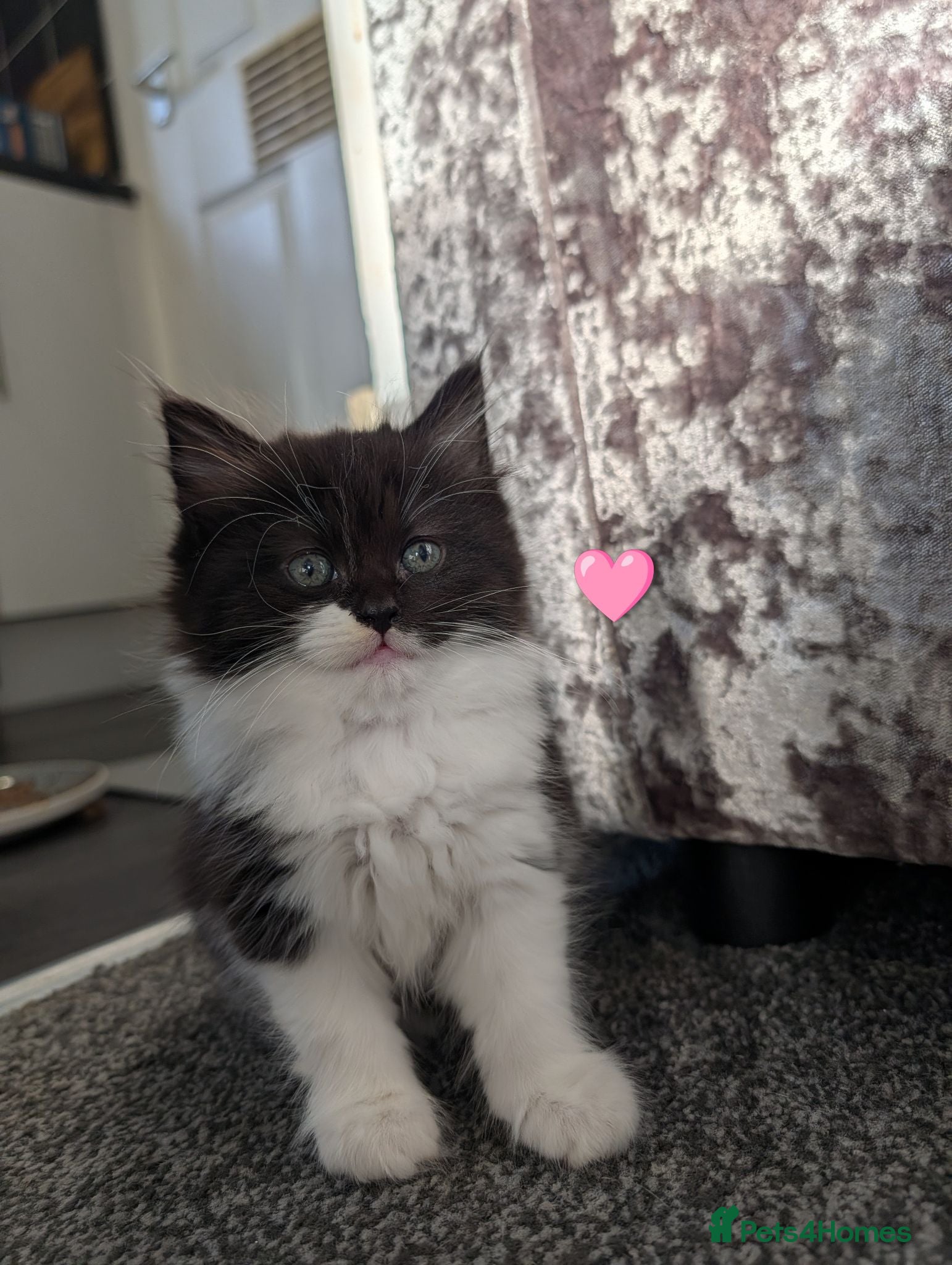 Maine Coon cats 🩵🩷Maine coon cross kitty's available now🩷🩵 - Advert 2