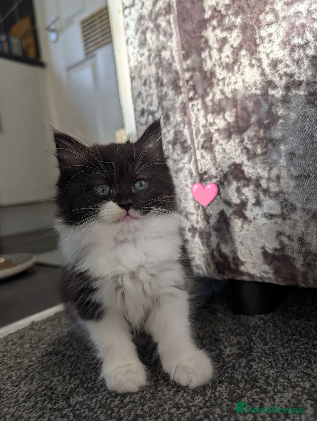 Maine Coon cats for sale: 🩵🩷Maine coon cross kitty's available now🩷🩵 - Advert 2