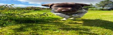 German Shorthaired Pointer 1